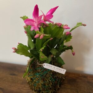 Kokedama - Set 11