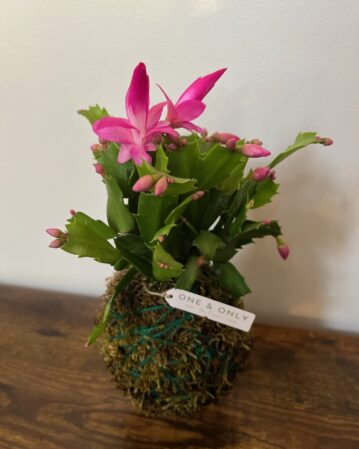 Kokedama - Set 11