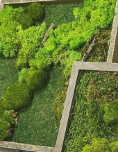 Moss Frame Moss Frame