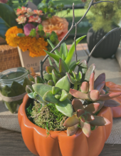 Succulents Arrangement Succulents Arrangement